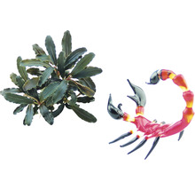 Akvarijná rastlina a dekoratívny sklenený škorpión