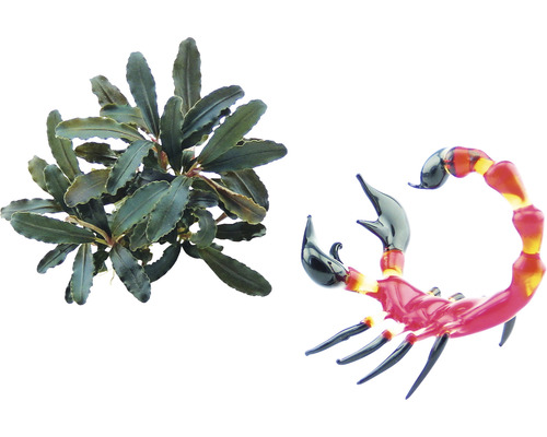 Akvarijná rastlina a dekoratívny sklenený škorpión