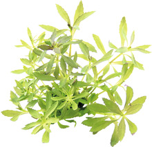 Hviezdicovitá vodná rastlina so zelenými listami