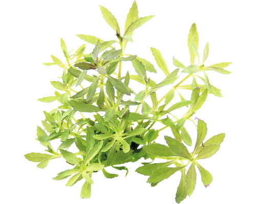 Hviezdicovitá vodná rastlina so zelenými listami