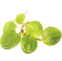 Plávajúca rastlina s okrúhlymi listami a koreňmi