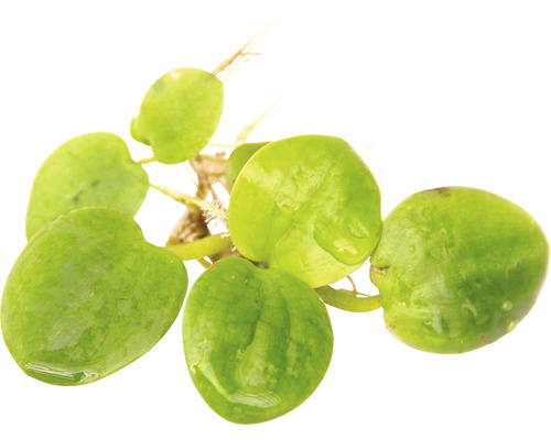 Plávajúca rastlina s okrúhlymi listami a koreňmi