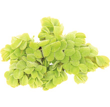 Zhluk plávajúcej paprade do záhradných jazierok