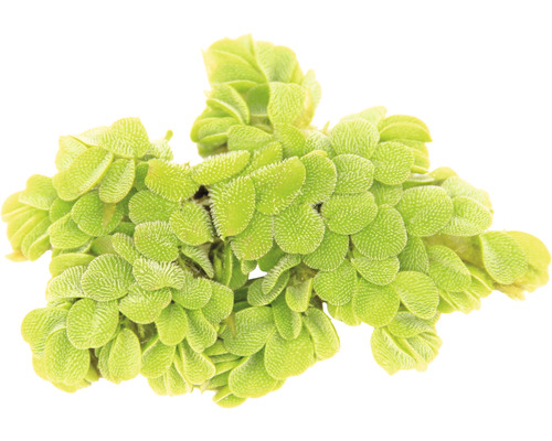 Zhluk plávajúcej paprade do záhradných jazierok