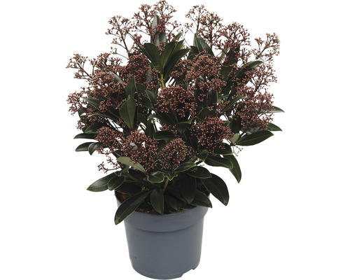 Skimia japonská FloraSelf Skimmia japonica 'Rubella' 20+ okolíkov V 15-20 cm kvetináč 1,5 l