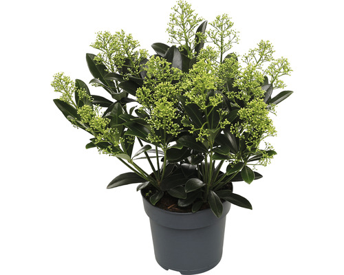 Skimia japonská FloraSelf Skimmia japonica 'Finchy' výška 15-20 cm kvetináč 1,5 l