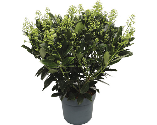 Skimia japonská FloraSelf Skimmia japonica 'Finchy' výška 20-30 cm kvetináč 3 l ker Skimmia v kvetináči so zelenými listami a kvetmi