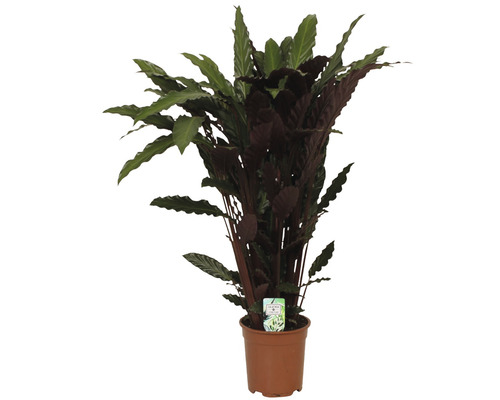 Košová kalatea FloraSelf Calathea ornata 'Wavestar' výška 100–110 cm Ø 21 cm kvetináč