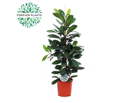 Figovník africký FloraSelf Ficus cyathistipula výška cca 105 cm kvetináč Ø 21 cm