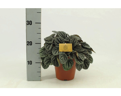 Rastlina Peperomia caperata v kvetináči
