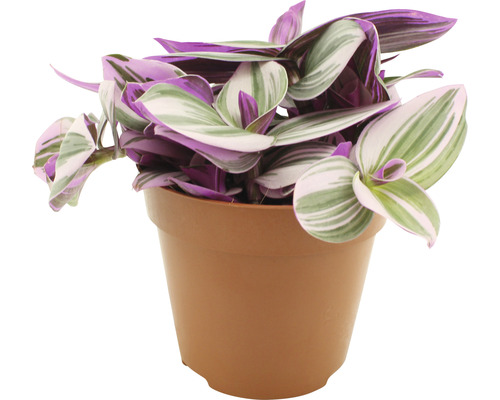 Tradeskancia Andersonova FloraSelf Tradescantia zebrina 'Nanouk' cca 20 cm kvetináč Ø 12 cm