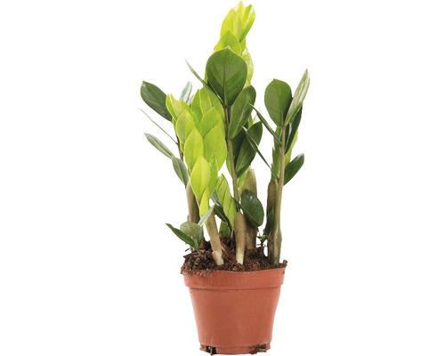 Zamiokulkas zamiolistý FloraSelf Zamioculcas zamiifolia cca 35 cm kvetináč Ø 10,5 cm Zamioculcas izbová rastlina v kvetináči