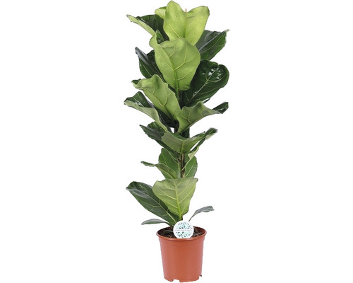 Fikus lyrata FloraSelf Ficus lyrata výška cca 105 cm kvetináč Ø 21 cm