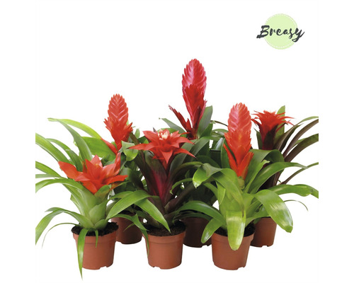 Bromélia mix FloraSelf Bromelia kultivar kvetináč Ø 9 cm 1 ks, rôzne druhy