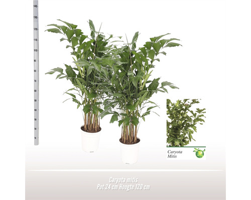 Palicha FloraSelf Caryota mitis výška cca 160 cm kvetináč Ø 24 cm 1 ks