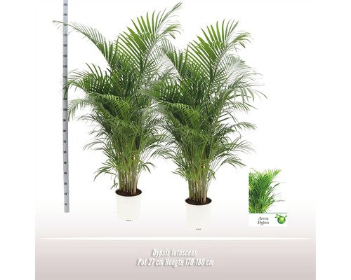 Dve arekové palmy v kvetináči, výška približne 170 až 180 cm, veľkosť kvetináča 27 cm