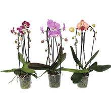 Tri hrnkové orchidey s kvetmi