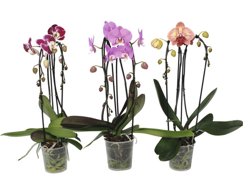 Motýlia orchidea FloraSelf Phalaenopsis multiflora Cascade výška 55-60 cm kvetináč Ø 12 cm 2 výhonky 1 ks, rôzne farby