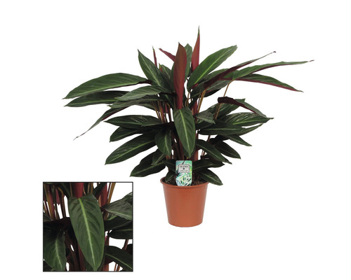 Kalátea FloraSelf Calathea 'Stripestar' cca 80 cm kvetináč Ø 17 cm