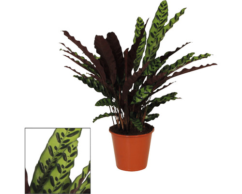 Kalatea kopinatá FloraSelf Calathea insignis výška cca 85 cm kvetináč Ø 17 cm