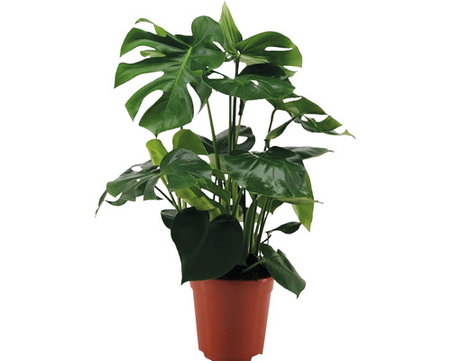 Monstera skvostná FloraSelf Monstera deliciosa výška cca 70 cm kvetináč Ø 21 cm Monstera izbová rastlina v kvetináči