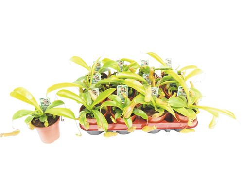 Krčiažnik mix FloraSelf Nepenthes výška 10-15 cm kvetináč Ø 9 cm 1 ks, rôzne druhy