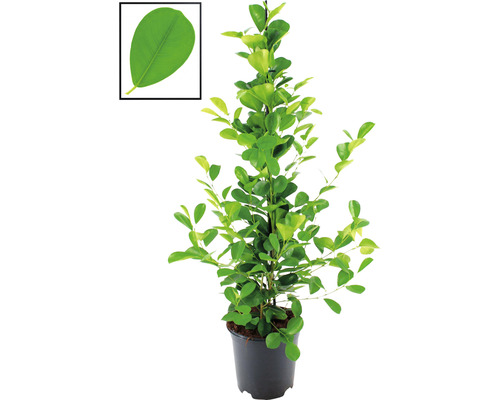 Figovník maloplodý FloraSelf Ficus moclame výška cca 105 cm kvetináč Ø 21 cm