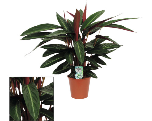 Calathea izbová rastlina v kvetináči