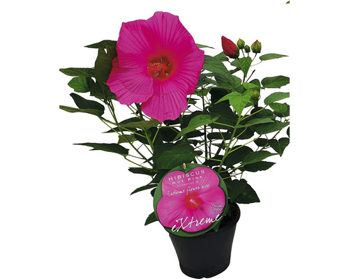 Ibištek bahenný ružový FloraSelf Hibiscus moscheutos 'Extreme' Hot Pink výška 50-60 cm kvetináč 5 l
