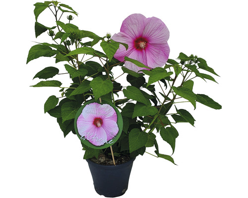 Ibištek bahenný svetloružový Hibiscus moscheutos Extreme V 50-60 cm kvetináč 5 l