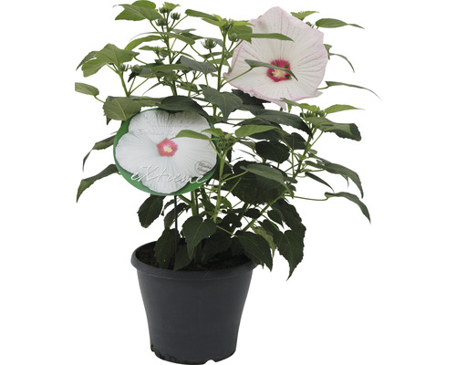 Ibištek bahenný biely FloraSelf Hibiscus moscheutos 'Extreme' výška 50-60 cm kvetináč 5 l Ibištek bahenný biely FloraSelf Hibiscus moscheutos 'Extreme' výška 50-60 cm kvetináč 5 l