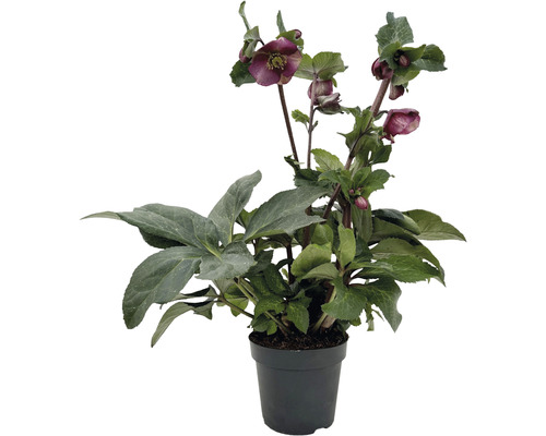 Čemerica východná Helleborus x hybridus 'Red Princess' kvetináč 2 l