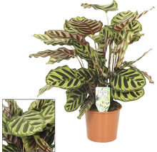 Calathea izbová rastlina v kvetináči
