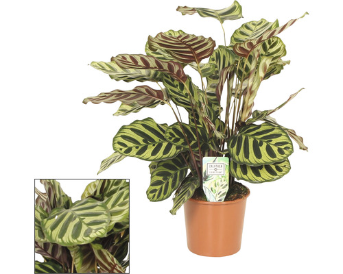 Kalátea FloraSelf Calathea 'Makoyana' výška cca 85 cm kvetináč Ø 17 cm