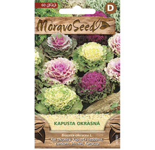 Balenie semien okrasnej kapusty