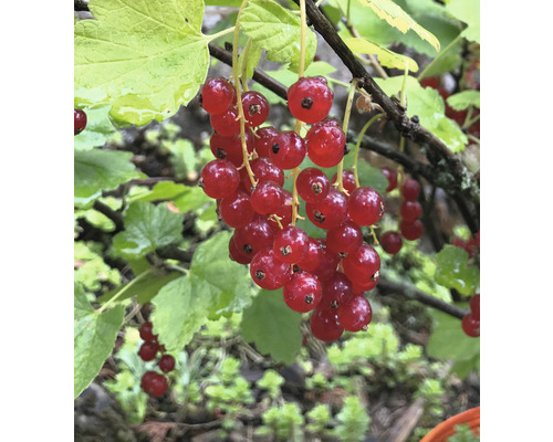 Ríbezľa červená bio FloraSelf Bio Ribes rubrum 'Rovada' cca 40 cm kvetináč 3 l