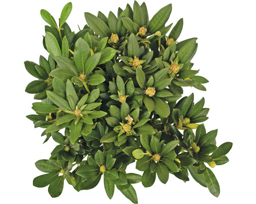 Stálezelený japonský vresovec ''Little Heath'' so zelenými listami