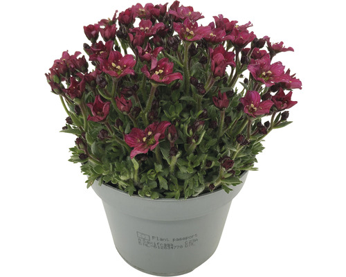 Lomikameň Arendsov Saxifraga x arendsii 'Picotee' kvetináč Ø 12 cm výška 3-10 cm červený Lomikameň Arendsov Saxifraga x arendsii 'Picotee' kvetináč Ø 12 cm výška 3-10 cm červený
