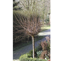 Mandľa trojlaločná polokmeň FloraSelf Prunus triloba výška kmeňa cca 90 cm kvetináč 7,5 l