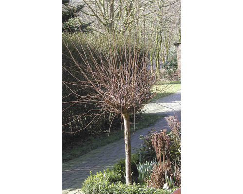 Guľatý strom v záhrade