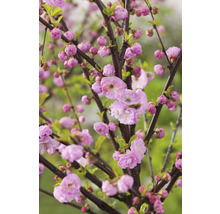 Mandľa trojlaločná polokmeň FloraSelf Prunus triloba výška kmeňa cca 90 cm kvetináč 7,5 l