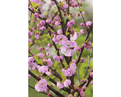 Mandľa trojlaločná polokmeň FloraSelf Prunus triloba výška kmeňa cca 90 cm kvetináč 7,5 l