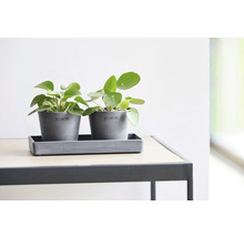 Dva sivé kvetináče so zelenými rastlinami pilea na stole