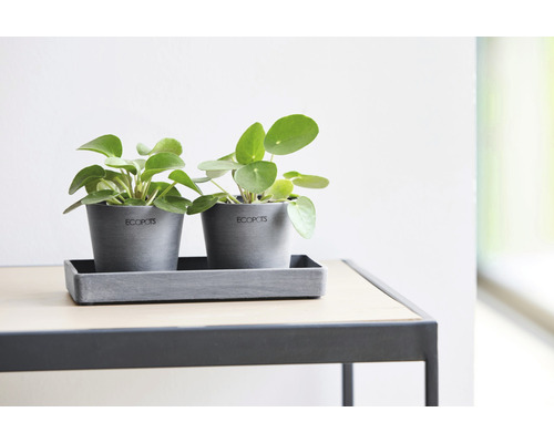Dva sivé kvetináče so zelenými rastlinami pilea na stole
