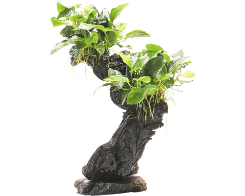 Vodná rastlina Mbuna stredná s Anubias nana Akvarijná rastlina na koreňovom dreve