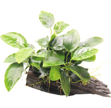 Akvarijná rastlina na koreňovom dreve