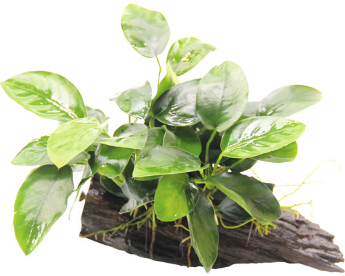 Akvarijná rastlina na koreňovom dreve