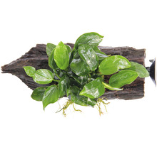 Epifytická rastlina na koreni pre akvária