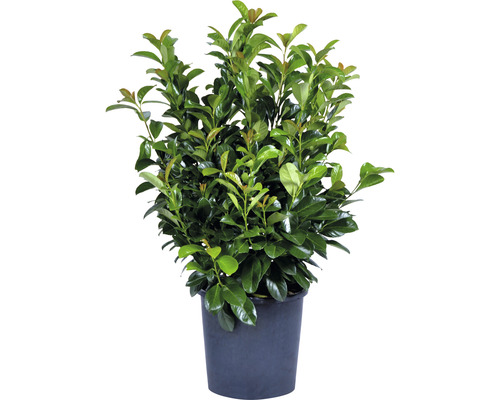 Bobkovišeň v kvetináči