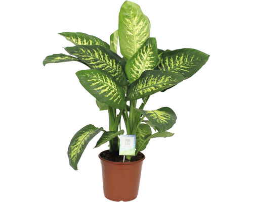 Difenbachia FloraSelf Dieffenbachia 'Tropic Snow' výška 25-30 cm kvetináč Ø 24 cm